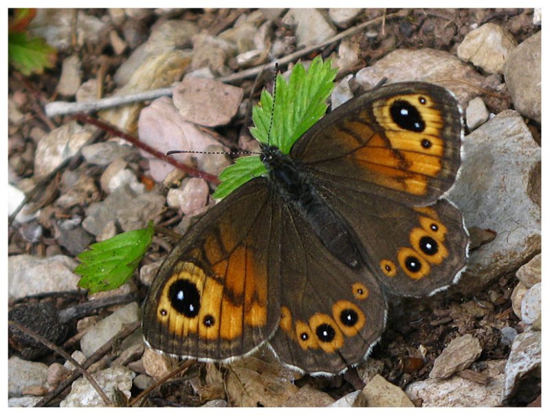 Lasiommata maera