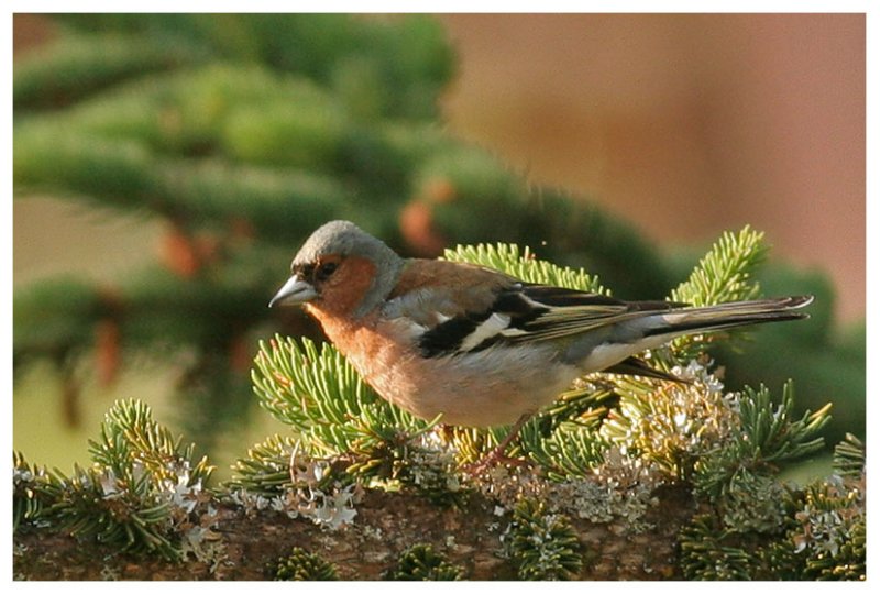 Chaffinch