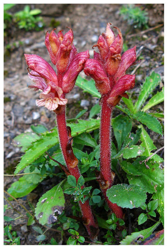 Orobanche