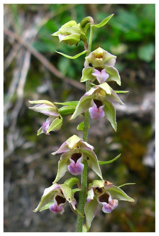 Epipactis helleborine