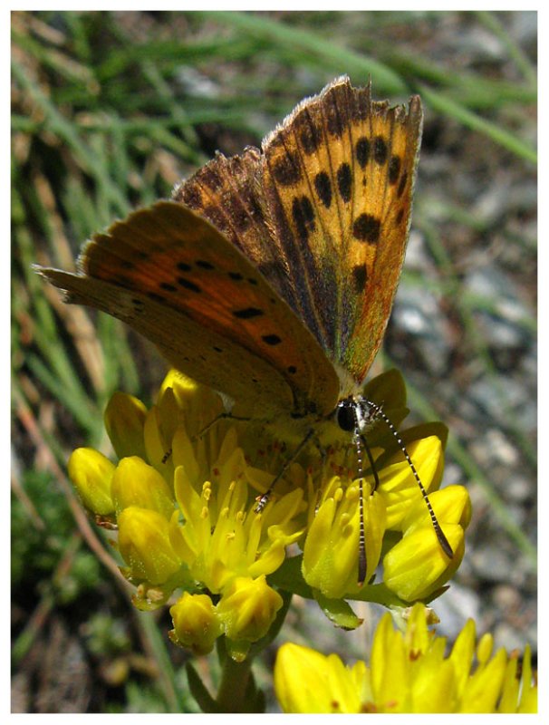 Lycaena phlaeas