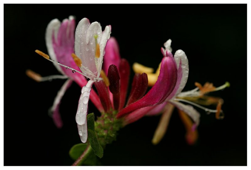 Lonicera