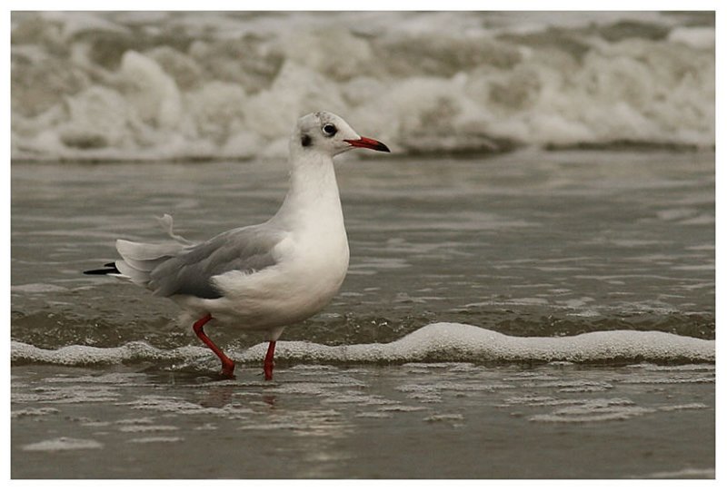 Black-headed Gull