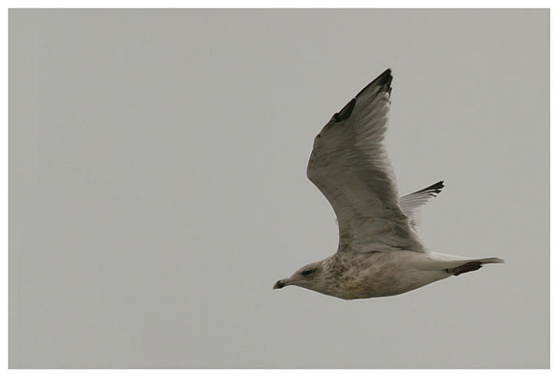 Common Gull