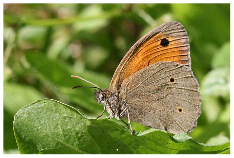 Maniola jurtina