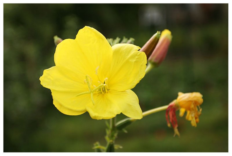 Oenothera biennis