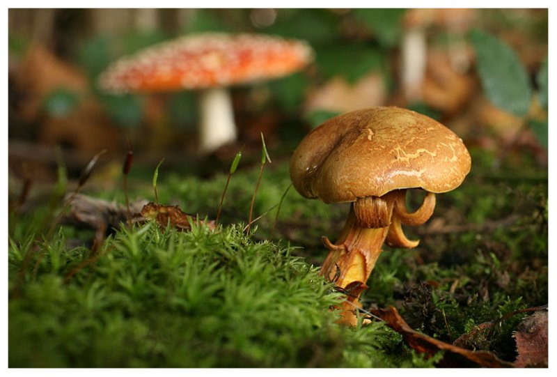 Chalciporus piperatus