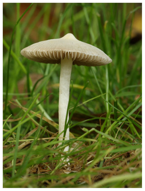Inocybe geophylla