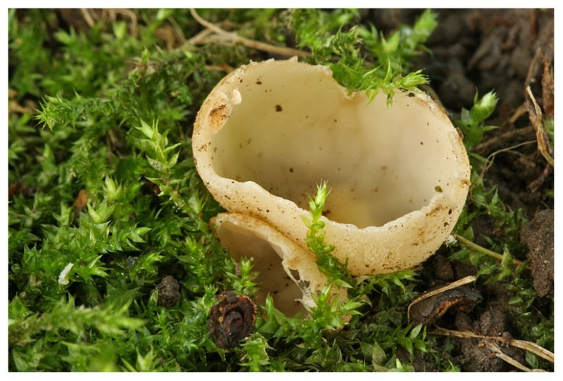 Tarzetta catinus