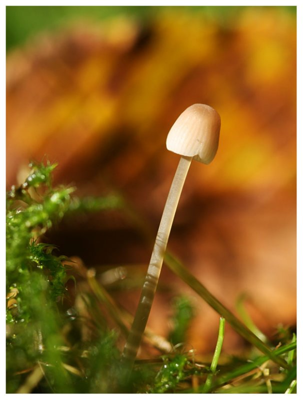 Mycena sp.