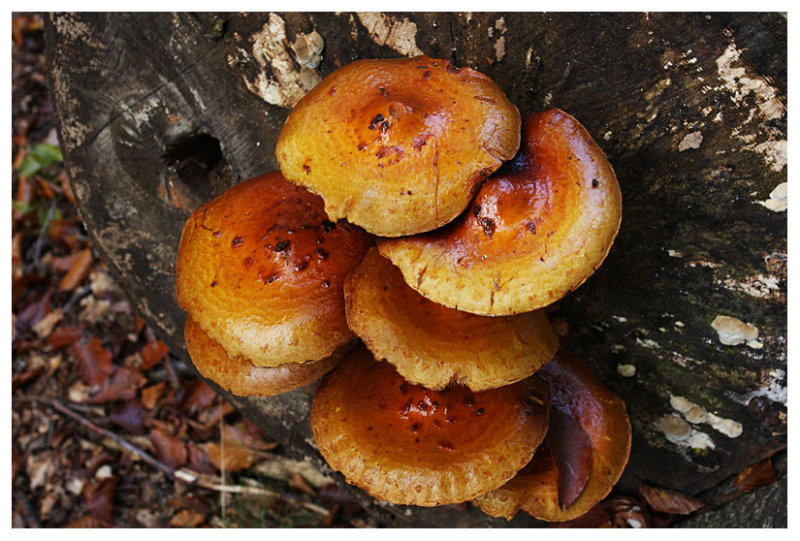 Pholiota sp.