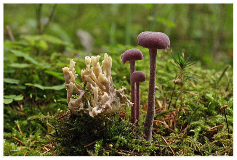 Clavulina coralloides & Laccaria amethystina