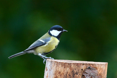 Great Tit