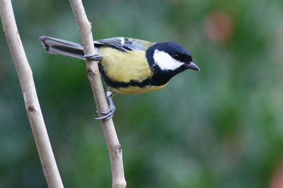 Great Tit