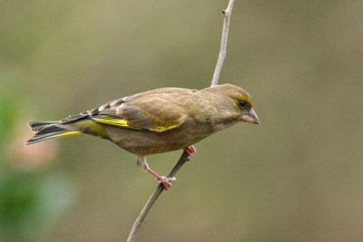 Greenfinch (female)