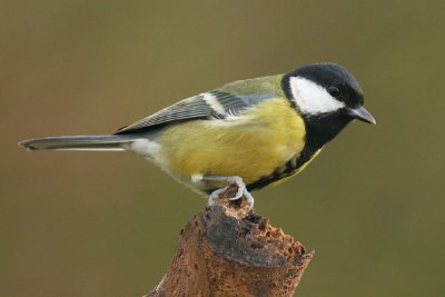 Great Tit