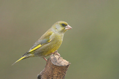 Greenfinch (male)