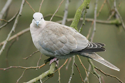 Collared Dove