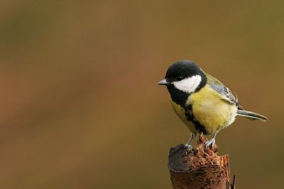 Great Tit