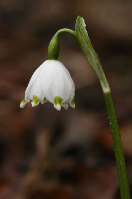 Leucojum vernum