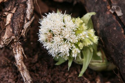 Petasites albus