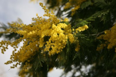 Acacia dealbata