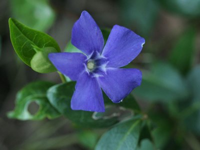 Vinca minor