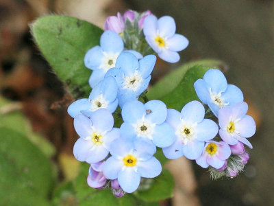 Myosotis sylvatica