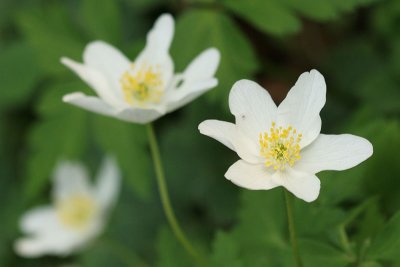 Anemone nemorosa