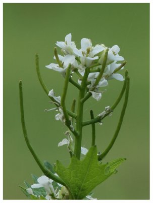 Alliaria petiolata