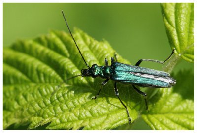 Oedemera nobilis