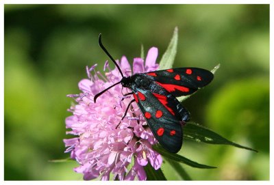 Zygaena filipendulae