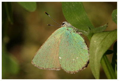 Callophrys rubi