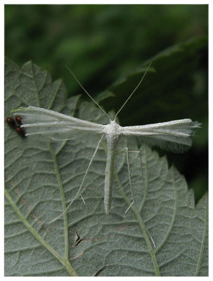 Pterophorus pentadactyla