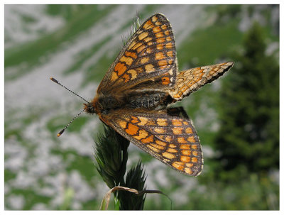 Euphydryas aurinia