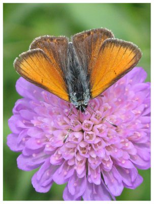 Lycaena hippothoe