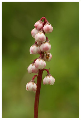 Pyrola minor