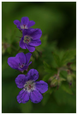 Geranium sylvaticum