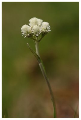 Antennaria dioica