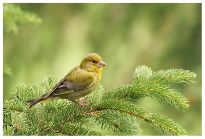 Greenfinch