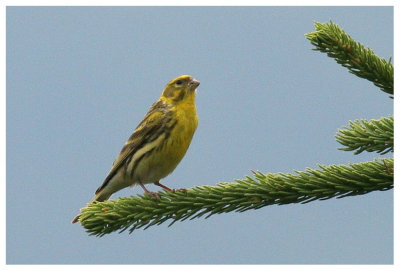 European Serin