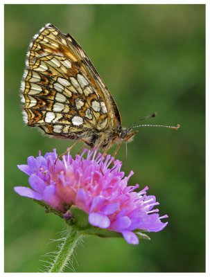 Melitaea diamina