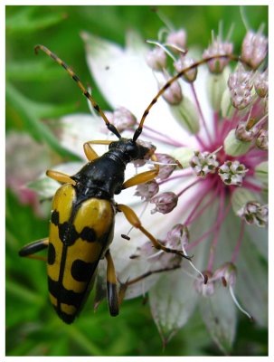 Strangalia maculata