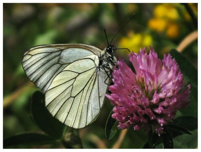 Aporia crataegi