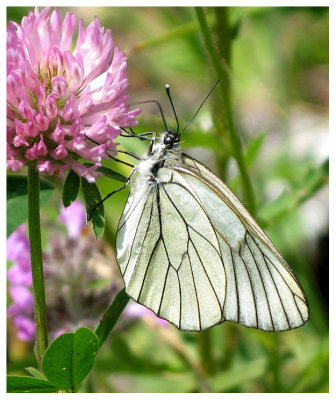 Aporia crataegi