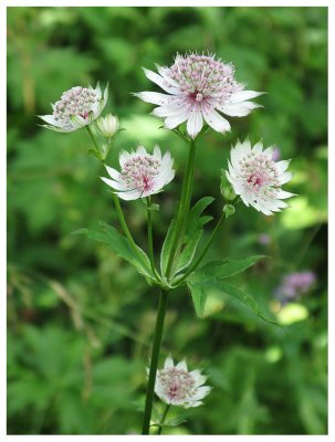 Astrantia major