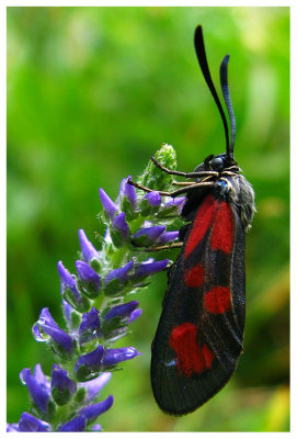 Zygaena trifolii