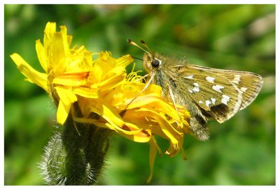 Hesperia comma