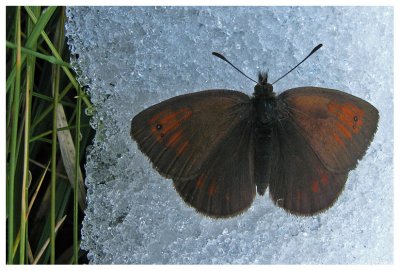 Erebia mnestra