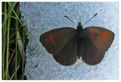 Erebia mnestra